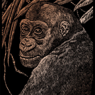 Képkarcoló készlet karctűvel - 20x25 cm - Réz - Csimpánz