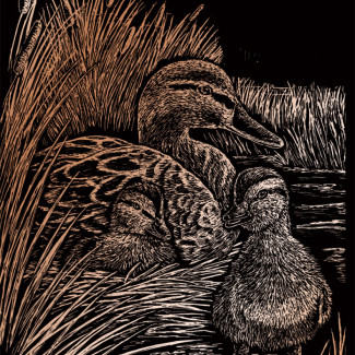 Képkarcoló készlet karctűvel - 20x25 cm - Réz - Kacsák