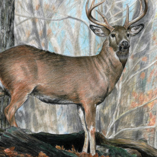 Számozott színező készlet, 20x25cm - Szarvas