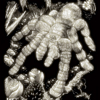 Képkarcoló készlet karctűvel - 20x25 cm - Világítós - Tarantula