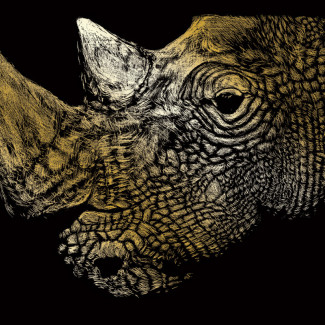 Képkarcoló készlet karctűvel - 20x25 cm - Arany - Orrszarvú