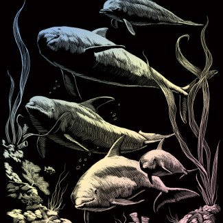 Képkarcoló készlet karctűvel - 20x25 cm - Holografikus - Delfin raj