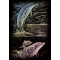 Képkarcoló készlet karctűvel - 13x18 cm - Holografikus - Delfin