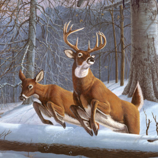 Kifestő készlet számokkal, ecsettel, felnőtteknek - 30x40 cm - Fehérfarkú szarvasok