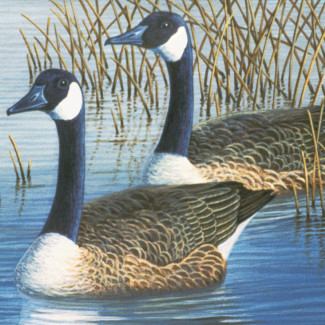 Kifestő készlet számokkal, ecsettel, felnőtteknek - 30x40 cm - Vadludak