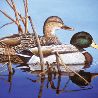 Kifestő készlet számokkal, ecsettel, felnőtteknek - 30x40 cm - Vadkacsák