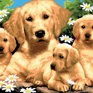 Kifestő készlet akrilfestékkel, ecsettel, gyerekeknek 11 éves kortól - 30x40 cm - Gold retriever