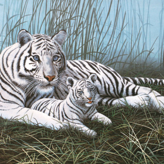 Kifestő készlet akrilfestékkel, ecsettel, gyerekeknek 11 éves kortól - 30x40 cm - Fehér tigris a ködben