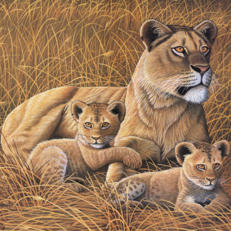 Kifestő készlet akrilfestékkel, ecsettel, gyerekeknek 11 éves kortól - 30x40 cm - Afrikai oroszlán