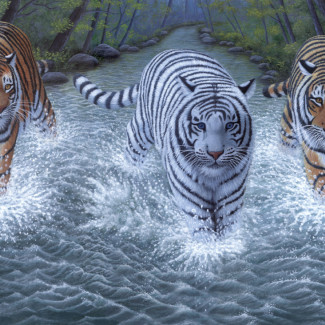 Kifestő készlet akrilfestékkel, ecsettel, gyerekeknek 11 éves kortól - 30x40 cm - Három tigris