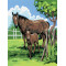Kifestő készlet számokkal, ecsettel, gyerekeknek 8 éves kortól - 20x25 cm - Lovak (Kanca a csikóval)