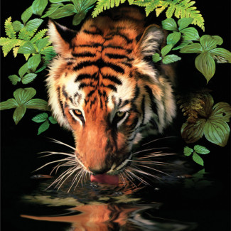 Kifestő készlet akrilfestékkel, ecsettel, gyerekeknek 8 éves kortól - 20x25 cm - Szomjas tigris