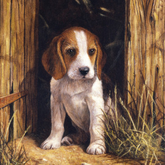 Kifestő készlet számokkal, ecsettel, gyerekeknek 8 éves kortól - 20x25 cm - Kiskutya (Beagle kölyök)