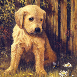 Kifestő készlet akrilfestékkel, ecsettel, gyerekeknek 8 éves kortól - 20x25 cm - Kutya a fűben