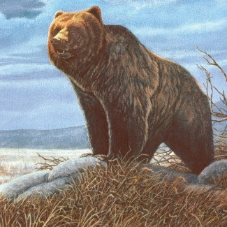 Kifestő készlet akrilfestékkel, ecsettel, gyerekeknek 8 éves kortól - 20x25 cm - Grizzly