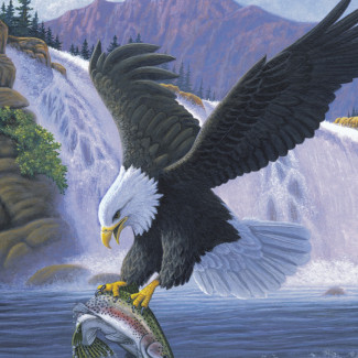 Kifestő készlet akrilfestékkel, ecsettel, gyerekeknek 8 éves kortól - 20x25 cm - Fehérfejű rétisas