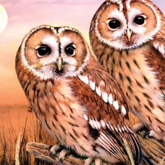 Kifestő készlet akrilfestékkel, ecsettel, gyerekeknek 8 éves kortól - 20x25 cm - Macskabagoly