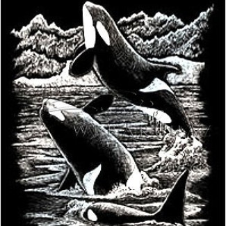 Képkarcoló készlet karctűvel - 20x25 cm - Ezüst - Bálna