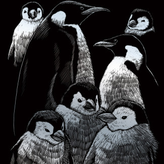 Képkarcoló készlet karctűvel - 20x25 cm - Ezüst - Fehér tigris