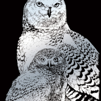 Képkarcoló készlet karctűvel - 20x25 cm - Ezüst - Hóbaglyok