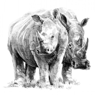 Rajztanítás - Vázlatrajz készlet kellékekkel - 23x30 cm - Orrszarvúk