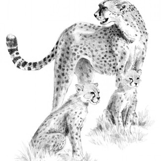 Rajztanítás - Vázlatrajz készlet kellékekkel - 23x30 cm - Gepárd