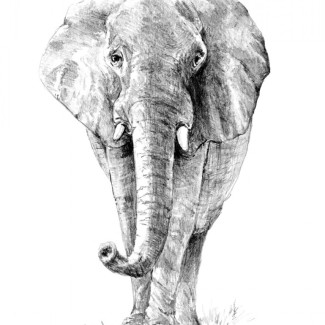 Rajztanítás - Vázlatrajz készlet kellékekkel - 23x30 cm - Elefánt