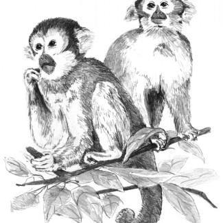 Rajztanítás - Vázlatrajz készlet kellékekkel - 23x30 cm - Majmok