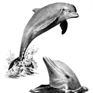 Skiccelő készlet kellékekkel - 23x30 cm - Delfinek