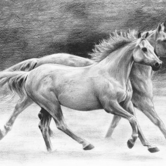 Rajztanítás készlet kellékekkel - 23x30 cm - Vadlovak