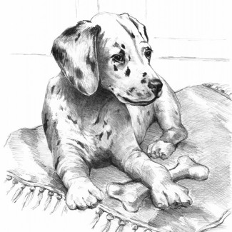 Rajztanítás - Vázlatrajz készlet kellékekkel - 23x30 cm - Dalmata