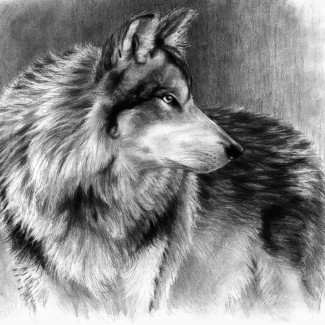 Nagyméretű vázlatkészítés oktató készlet, 40x32 cm - Farkas