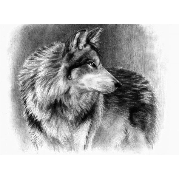 Nagyméretű vázlatkészítés oktató készlet, 40x32 cm - Farkas