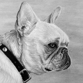 Nagyméretű vázlatkészítés tanító készlet, 40x32 cm - Francia bulldog