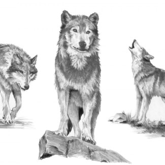 Rajztanítás - Vázlatrajz készlet kellékekkel - 40x32 cm - Farkasok
