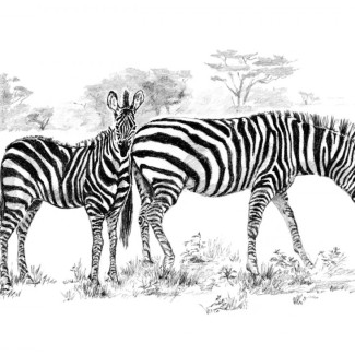 Skiccelő készlet kellékekkel - 40x32 cm - Zebrák