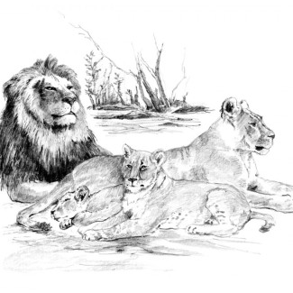 Rajztanítás - Vázlatrajz készlet kellékekkel - 40x32 cm - Oroszláncsalád
