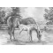 Rajztanítás - Vázlatrajz készlet kellékekkel - 40x32 cm - Ló és kiscsikó