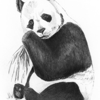 Rajztanítás - Vázlatrajz készlet ceruzákkal és útmutatóval - 13x18 cm - Vázlatkészlet - Panda 
