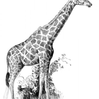 Rajztanítás - Vázlatrajz készlet ceruzákkal és útmutatóval - 13x18 cm - Vázlatkészlet - Zsiráf 