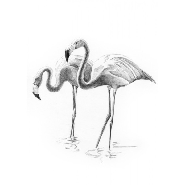 Rajztanítás - Vázlatrajz készlet ceruzákkal és útmutatóval - 13x18 cm - Vázlatkészlet - Flamingók Rajztanítás - Vázlatrajz készlet ceruzákkal és útmutatóval - 13x18 cm - Vázlatkészlet - Flamingók