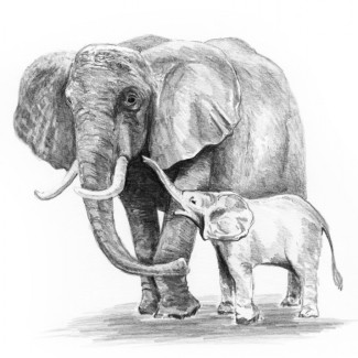 Rajztanítás - Vázlatrajz készlet ceruzákkal és útmutatóval - 13x18 cm - Vázlatkészlet - Elefánt