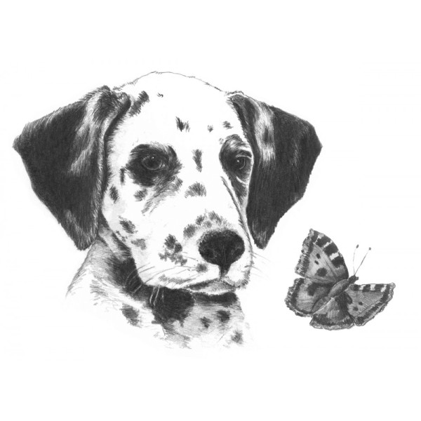 Rajztanítás - Vázlatrajz készlet ceruzákkal és útmutatóval - 13x18 cm - Vázlatkészlet - Dalmata Rajztanítás - Vázlatrajz készlet ceruzákkal és útmutatóval - 13x18 cm - Vázlatkészlet - Dalmata