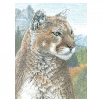 SZÁMOZOTT SZÍNEZŐ KÉSZLET, 20X25CM - PUMA